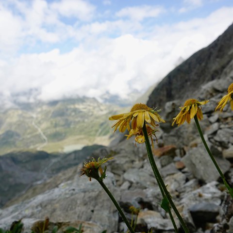 Steingletscher4. Vergrösserte Ansicht